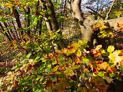 MONTE GIOCO (1366 m) da Spettino Alto in solitaria-13ott26-FOTOGALLERY